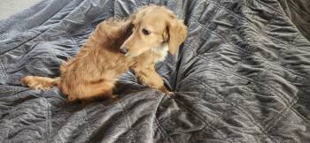 Rescue Dachshund and Poodle Dogs for Adoption in Torrance, California - Georgie | PetCurious