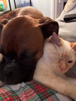 Delilah *Needs Foster * -  Boxer Dog for Adoption in Woodbury, Minnesota - Delilah *Needs Foster * | PetCurious