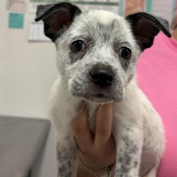 Turtle T1 -  Shepherd Dog Available for Adoption in Edinburg, Texas - Turtle T1 | PetCurious