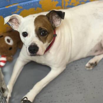 Leo -  Jack Russell Terrier Dog for Adoption in Ridgely, Maryland - Leo | PetCurious