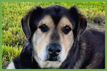 Labrador Retriever and Rottweiler Dogs Available for Adoption in Amherst, Massachusetts - Chance | PetCurious