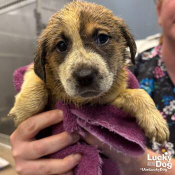 Retriever and Shepherd Dogs Available for Adoption in Washington, District Of Columbia - Lulo | PetCurious
