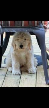 STERLING -  Goldendoodle Dog for Adoption in Newborn, Georgia - STERLING | PetCurious