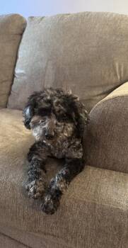 Poodle Dogs Available for Adoption - Milo | PetCurious