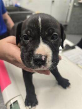 MADISON -  Pit Bull Terrier and Mixed Breed Dog for Adoption in Corpus Christi, Texas - MADISON | PetCurious