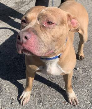 Rescue Pit Bull Terrier Dogs for Adoption in Mckeesport, Pennsylvania - Nala | PetCurious