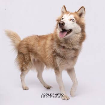 Husky and Siberian Husky Dogs Available for Adoption - Tammy | PetCurious