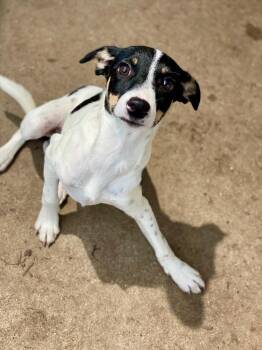 Isaac -  Rat Terrier and Mixed Breed Dog for Adoption in Urbandale, Iowa - Isaac | PetCurious