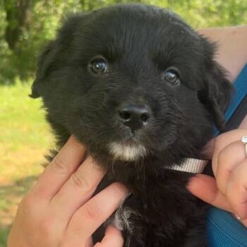 Midnight -  Great Pyrenees and German Shepherd Dog Dog for Adoption in Fairfax Station, Virginia - Midnight | PetCurious