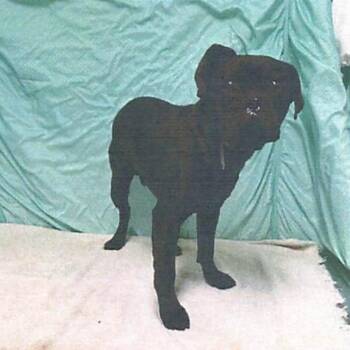 Pug and Boxer Dogs Available for Adoption - Albert A5754193 | PetCurious