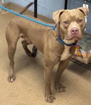 Scottsdale -  Mixed Breed Dog for Adoption in Chamblee, Georgia - Scottsdale | PetCurious