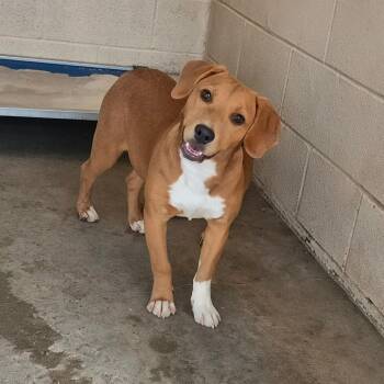 Labrador Retriever and Shepherd Dogs Available for Adoption in Edinburg, Texas - Elora | PetCurious