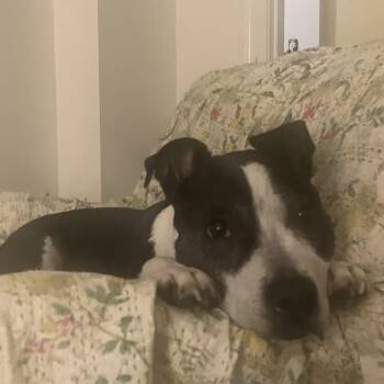 Princess -  American Staffordshire Terrier and Pit Bull Terrier Dog for Adoption in Worcester, Massachusetts - Princess | PetCurious