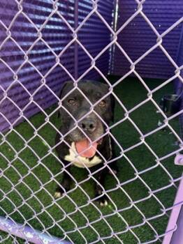 Rescue Pit Bull Terrier and Mixed Breed Dogs for Adoption in El Paso, Texas - PANDA | PetCurious