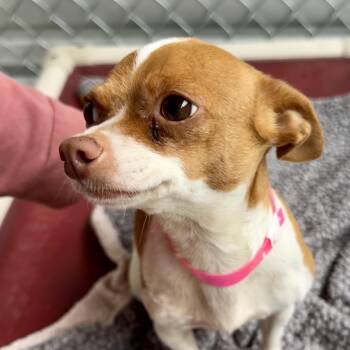 Chihuahua Dogs Available for Adoption in Fresno, California - KISSES  | PetCurious