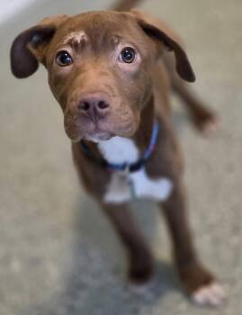 Pit Bull Terrier Dogs Available for Adoption in Oxford, Michigan - Thelma | PetCurious