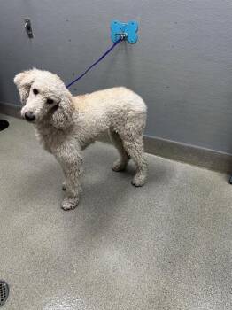 BAILEY -  Poodle Dog for Adoption in Las Vegas, Nevada - BAILEY | PetCurious
