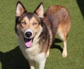 Zo -  Mixed Breed Dog for Adoption in Athens, Georgia - Zo | PetCurious