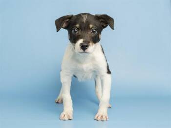DOROTHY -  Pit Bull Terrier Dog for Adoption in Phoenix, Arizona - DOROTHY | PetCurious