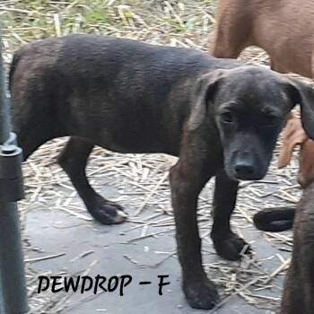 Dewdrop (3mo, 20lbs) -  Hound Dog for Adoption in Hinton, West Virginia - Dewdrop (3mo, 20lbs) | PetCurious
