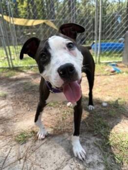 07570B Rickey -  American Staffordshire Terrier and Mixed Breed Dog for Adoption in North Charleston, South Carolina - 07570B Rickey | PetCurious