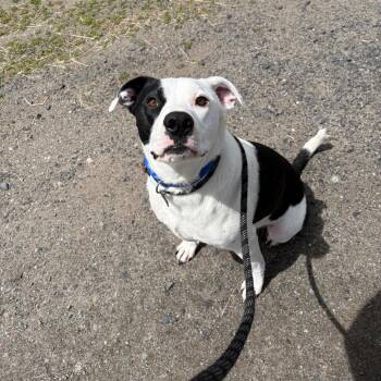 Oreo -  Mixed Breed Dog for Adoption in Spokane, Washington - Oreo | PetCurious