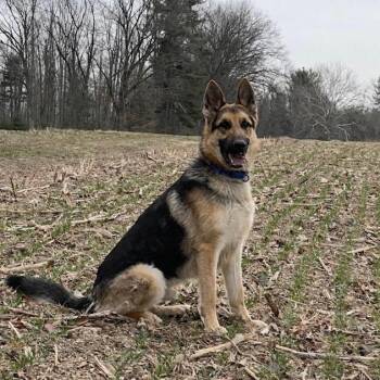 Cedar (26-109) -  German Shepherd Dog Dog for Adoption in New Ringgold, Pennsylvania - Cedar (26-109) | PetCurious