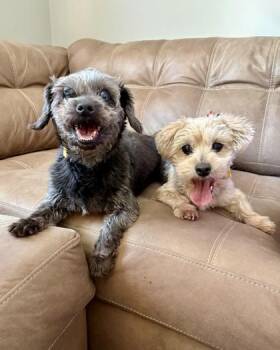 Mya -  Yorkshire Terrier and Schnauzer Dog for Adoption in Malvern, Pennsylvania - Mya | PetCurious