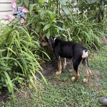 Jeanette -  Mixed Breed Dog for Adoption in Christiansburg, Virginia - Jeanette | PetCurious
