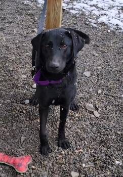 Rescue Labrador Retriever and Mixed Breed Dogs for Adoption in Elmira, New York - Sade | PetCurious