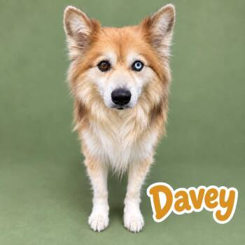Davey -  Corgi and Mixed Breed Dog for Adoption in Scottsdale, Arizona - Davey | PetCurious