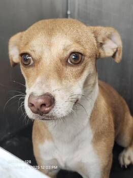Rescue Chihuahua Dogs for Adoption in San Antonio, Texas - VICKY | PetCurious