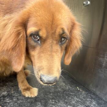 Bucky -  Golden Retriever Dog for Adoption in Birmingham, Alabama - Bucky | PetCurious