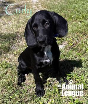 Curly -  Labrador Retriever and Hound Dog for Adoption in Groveland, Florida - Curly | PetCurious