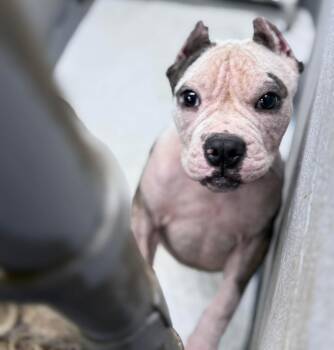 Rescue Bulldog Dogs for Adoption in Lutz, Florida - Bronx | PetCurious