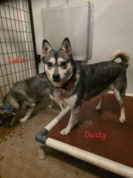 Klee Kai Dogs Available for Adoption - Dusty | PetCurious