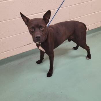 BILLY BEAR -  Mixed Breed Dog for Adoption in Memphis, Tennessee - BILLY BEAR | PetCurious