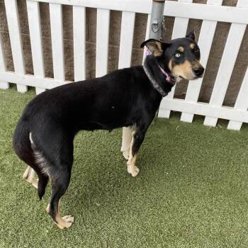 Rescue Doberman Pinscher and Mixed Breed Dogs for Adoption in Modesto, California - KIKA | PetCurious