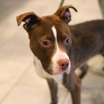 Pit Bull Terrier Dogs Available for Adoption in Fredericksburg, Virginia - 26-00572 COOPER | PetCurious