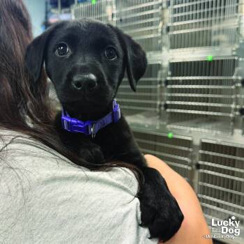 Tulip -  Labrador Retriever Dog for Adoption in Washington, District Of Columbia - Tulip | PetCurious