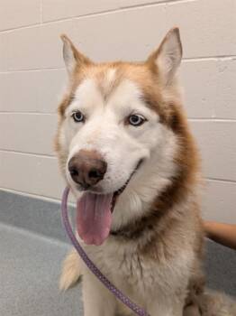 ATLAS -  Siberian Husky Dog for Adoption in Indianapolis, Indiana - ATLAS | PetCurious