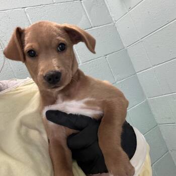 TODD 9725 -  Mixed Breed Dog for Adoption in Loxahatchee Groves, Florida - TODD 9725 | PetCurious