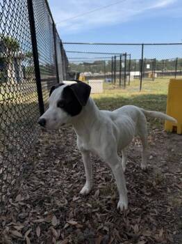 Terrier and Mixed Breed Dogs Available for Adoption in Conway, South Carolina - Betsy | PetCurious