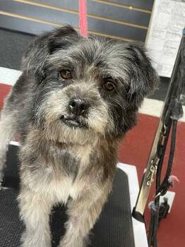 Rescue Terrier Dogs for Adoption in Los Angeles, California - Wookie | PetCurious