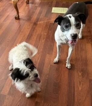 Oreo and Peanut -  Terrier and Labrador Retriever Dog for Adoption in Pasco, Washington - Oreo And Peanut | PetCurious