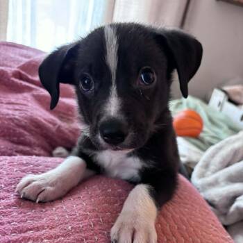 Hurricane -  Mixed Breed Dog for Adoption in Raleigh, North Carolina - Hurricane | PetCurious