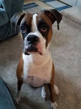 Kaos -  Boxer Dog for Adoption in Denver, Colorado - Kaos | PetCurious