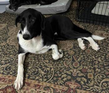 Shepherd and Great Pyrenees Dogs Available for Adoption - Dipper | PetCurious