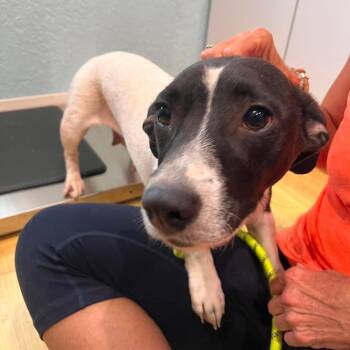 Muffin -  Terrier and Mixed Breed Dog for Adoption in Pinellas Park, Florida - Muffin | PetCurious