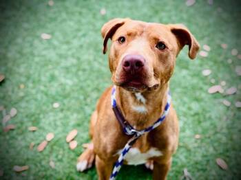 EDUARDO ROGELIO -  Pit Bull Terrier and Mixed Breed Dog for Adoption in Orlando, Florida - EDUARDO ROGELIO | PetCurious